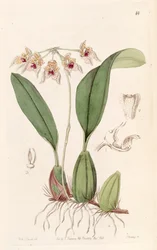 Bulbophyllum umbellatum (gespeld als Bolbophyllum umbellatum)